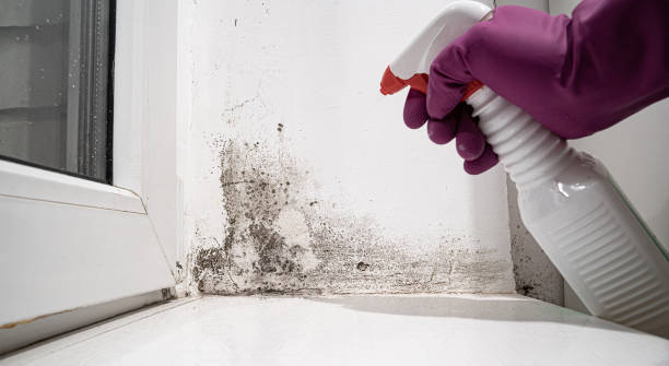 Best Local water damage restoration  in Goldendale, WA